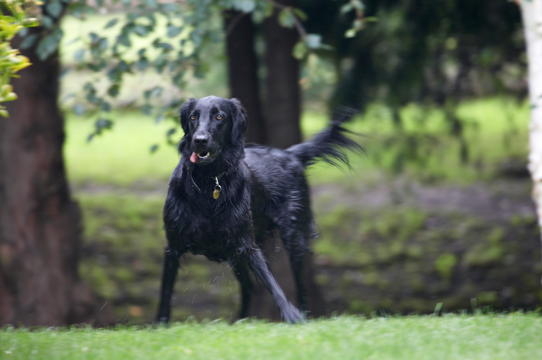 Animal, Animals, Canine, Canines, Dog, Dogs, Flatcoated Retriever, Land Mammal, Land Mammals, Mammal, Mammals, Play, Playing, Playtime, Retrievers, Sasha, Terrestrial Mammal, Terrestrial Mammals