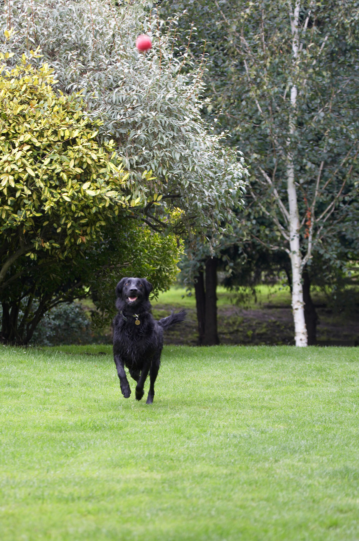 Animal, Animals, ball, Canine, Canines, Dog, Dogs, Flatcoated Retriever, Land Mammal, Land Mammals, Mammal, Mammals, Play, Playing, Playtime, Retrievers, Run, Running, Sasha, Terrestrial Mammal, Terrestrial Mammals