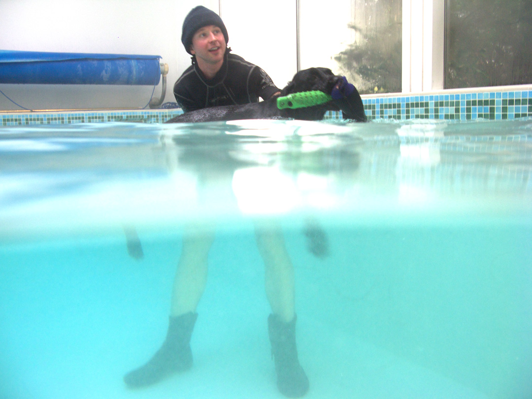 Fred, Labrador, Pool, Ross, Swimming, Swimming pool