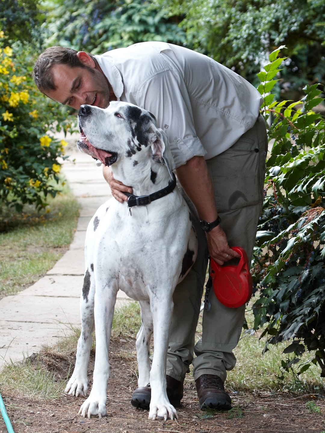 Dog, Dogs, Gracie, Great Dane, Leo, Lucies Farm