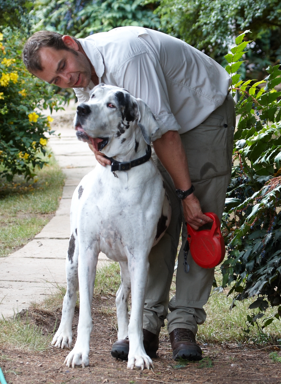 Dog, Dogs, Gracie, Great Dane, Leo, Lucies Farm
