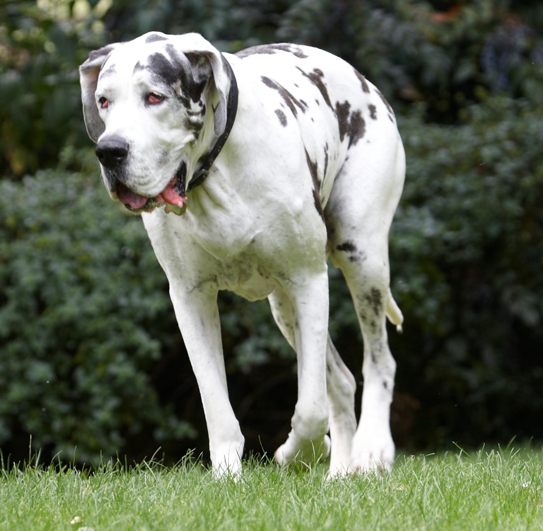 Dog, Dogs, Gracie, Great Dane, Lucies Farm
