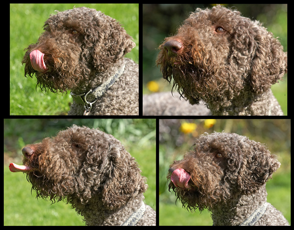 Four Faces of Elvis