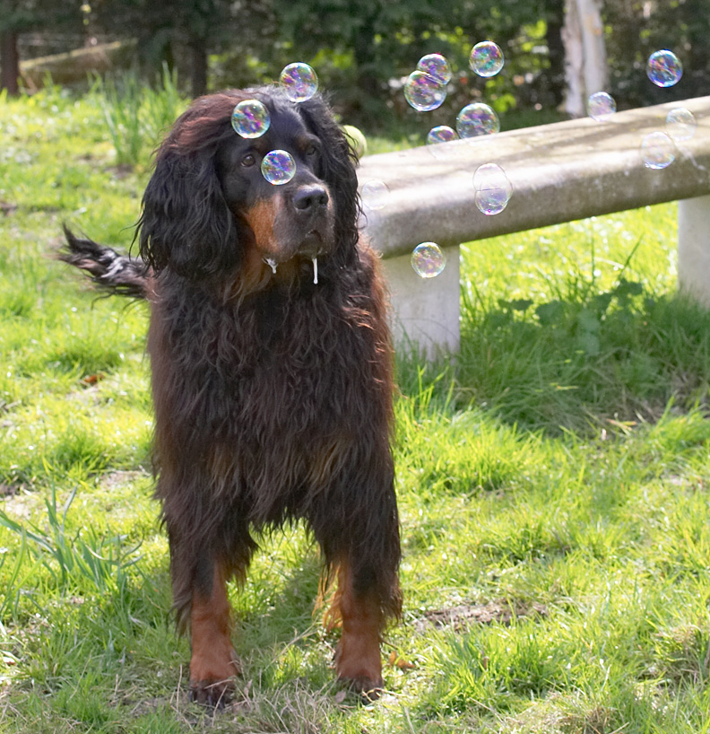 Molly Moe wondering which bubble to go for