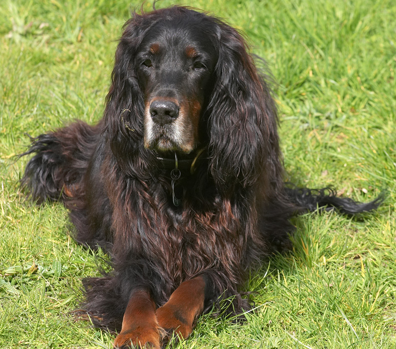 Barks looking very regal