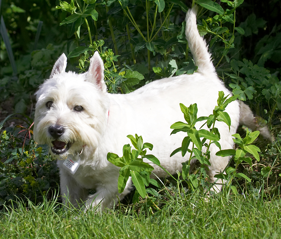 .......... as the Pedigree people say: "it's a dog thing"