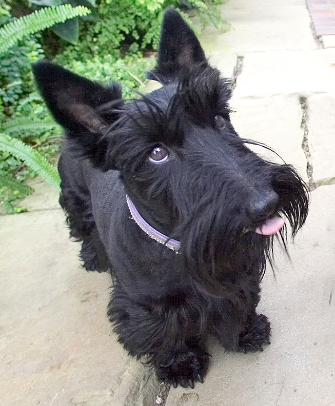 Flora licking her chops