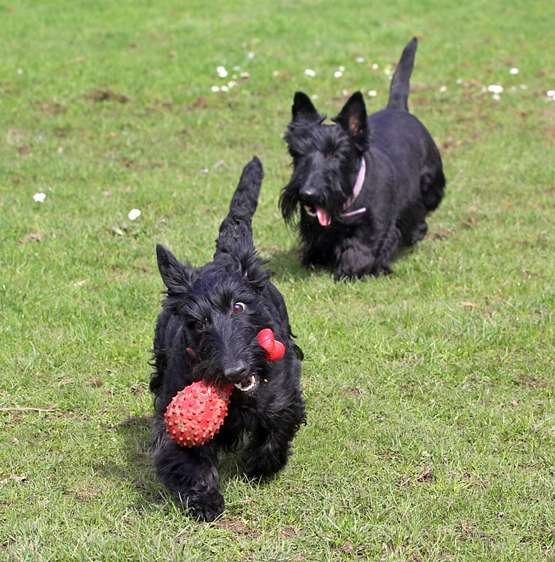 Hettie's got the prize; Flora in hot pursuit