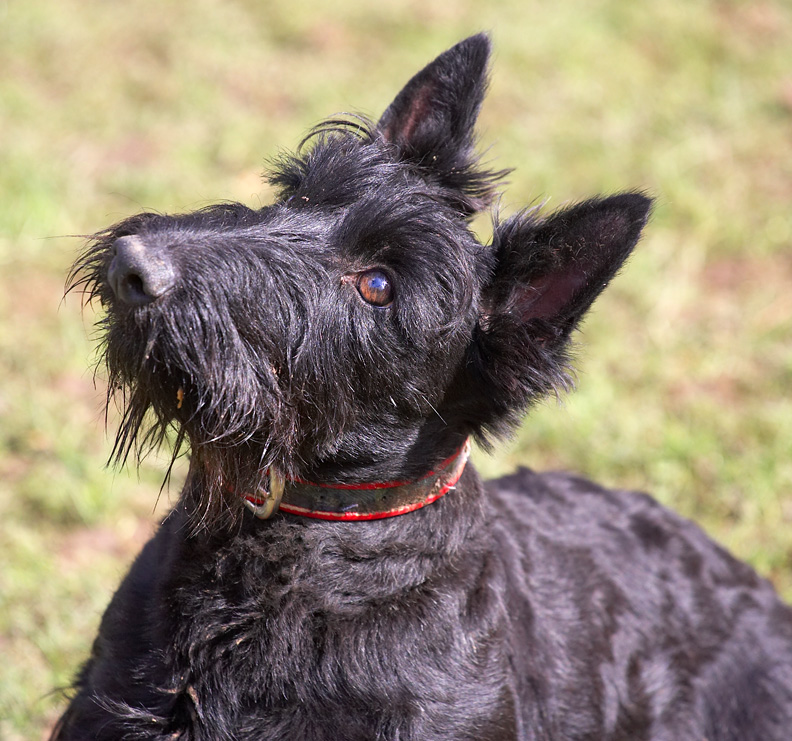 Hettie looking adoringly and adorable