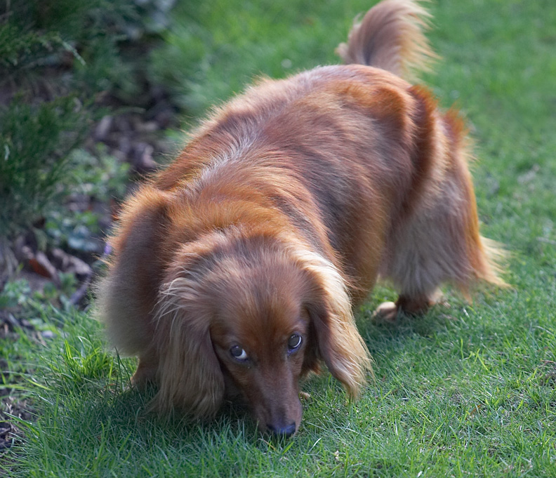 Molly in the Garden
