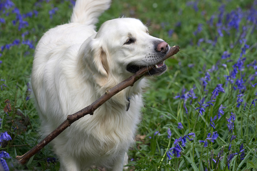 Jayjay helping to collect the wood
