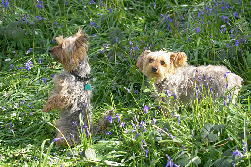 Bonnie & Maxie
