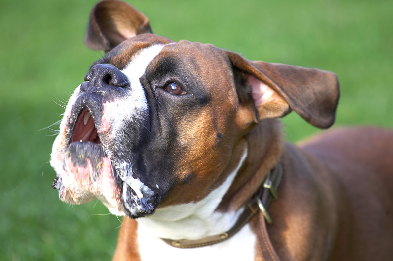 Dave With Fly-Away Ears