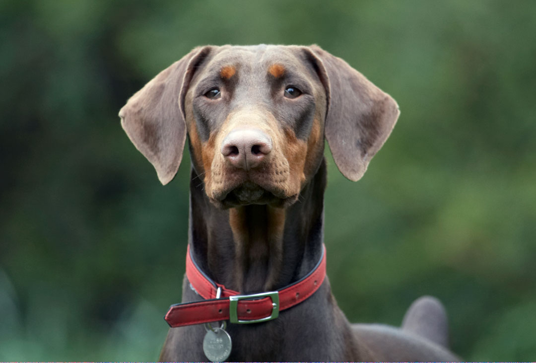 Animal, Animals, Canine, Canines, Doberman, Dobermans, Dog, Dogs, Jess, Land Mammal, Land Mammals, Pinscher, Play, Playing, playtime, Terrestrial Mammal, Terrestrial Mammals, Toby