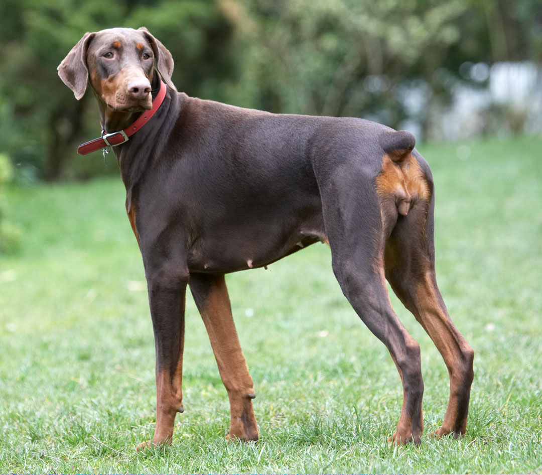 Animal, Animals, Canine, Canines, Doberman, Dobermans, Dog, Dogs, Jess, Land Mammal, Land Mammals, Pinscher, Play, Playing, playtime, Terrestrial Mammal, Terrestrial Mammals, Toby