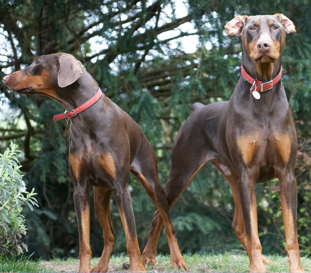 Animal, Animals, Canine, Canines, Doberman, Dobermans, Dog, Dogs, Jess, Land Mammal, Land Mammals, Pinscher, Play, Playing, playtime, Terrestrial Mammal, Terrestrial Mammals, Toby