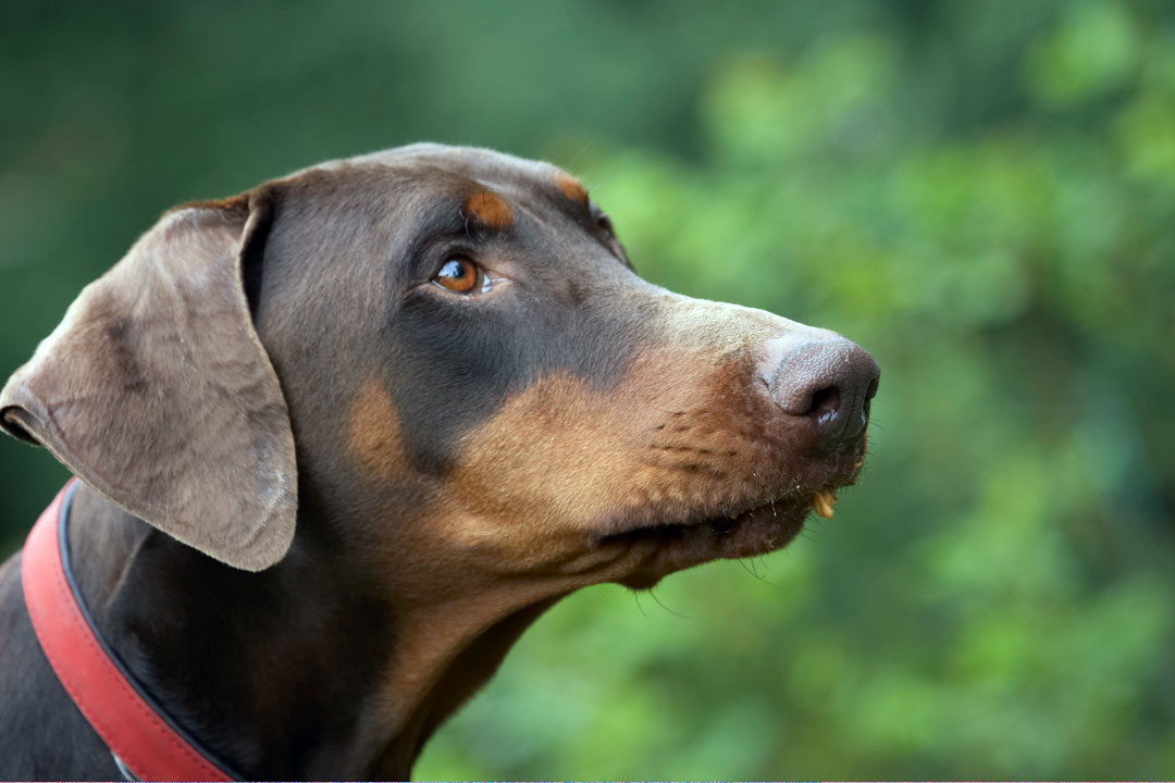 Animal, Animals, butter, Canine, Canines, Doberman, Dobermans, Dog, Dogs, Jess, Land Mammal, Land Mammals, Peanut, Pinscher, Play, Playing, Playtime, Terrestrial Mammal, Terrestrial Mammals, Toby
