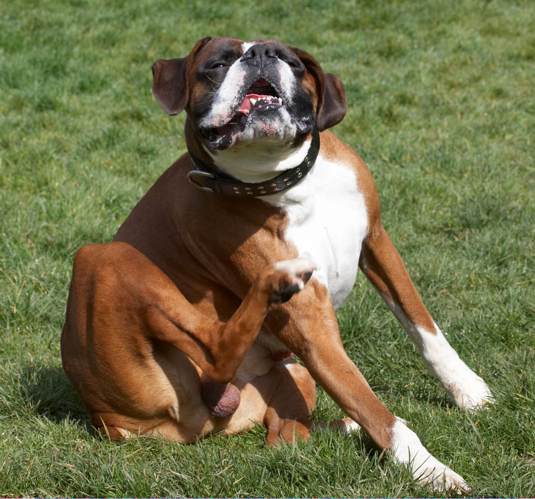 .......... I just gotta scratch ...........