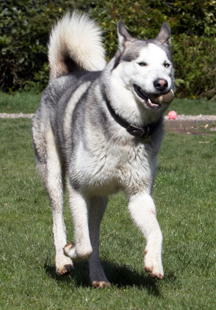 Animal, Animals, Ball, Canine, Canines, Dog, Dogs, Huskies, Husky, Land Mammal, Land Mammals, Play, Playing, Playtime, Reeba, Run, running, Terrestrial Mammal, Terrestrial Mammals