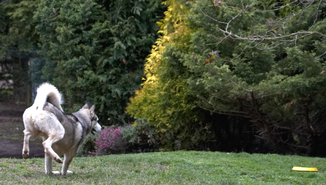 Animal, Animals, Canine, Canines, Dog, Dogs, frisbee, Huskies, Husky, Land Mammal, Land Mammals, Play, Playing, Playtime, Reeba, Run, Running, Terrestrial Mammal, Terrestrial Mammals