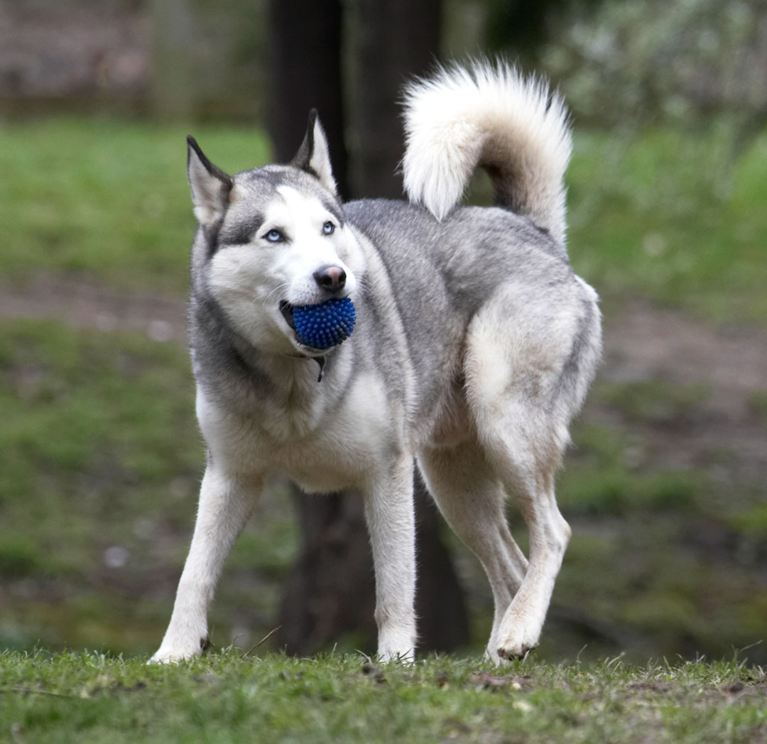 Animal, Animals, ball, Canine, Canines, Dog, Dogs, Huskies, Husky, Land Mammal, Land Mammals, Play, Playing, Playtime, Reeba, Terrestrial Mammal, Terrestrial Mammals
