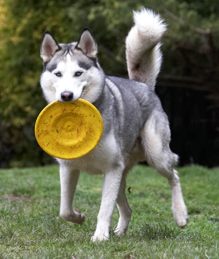 Have you seen this flying saucer?