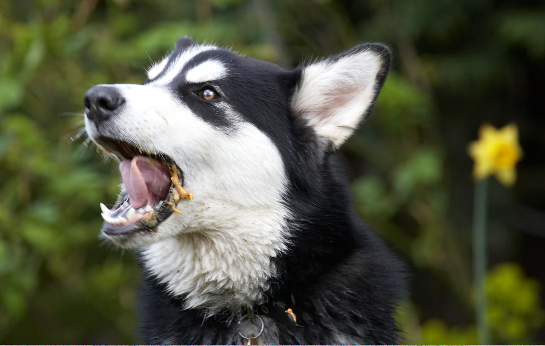 Alaskan Malamute, Animal, Animals, Bentley, Butter, Canine, Canines, Dog, Dogs, Land Mammal, Land Mammals, Malamutes, Peanut, Play, Playing, Playtime, Terrestrial Mammal, Terrestrial Mammals, tongue