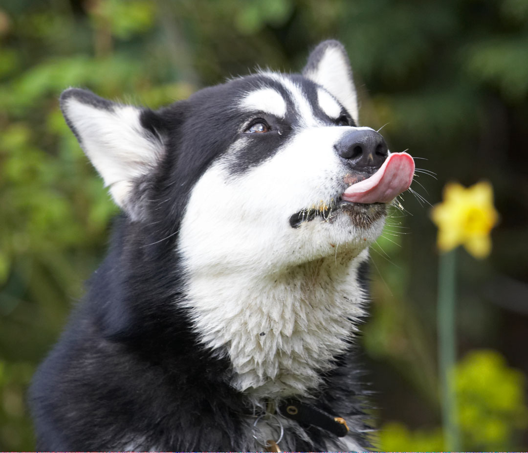 Alaskan Malamute, Animal, Animals, Bentley, Butter, Canine, Canines, Dog, Dogs, Land Mammal, Land Mammals, Malamutes, Peanut, Play, Playing, Playtime, Terrestrial Mammal, Terrestrial Mammals, tongue