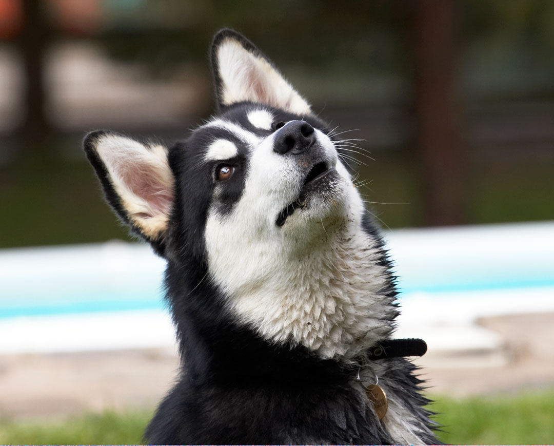 Alaskan Malamute, Animal, Animals, Bentley, Butter, Canine, Canines, Dog, Dogs, Land Mammal, Land Mammals, Malamutes, Peanut, Play, Playing, Playtime, Terrestrial Mammal, Terrestrial Mammals
