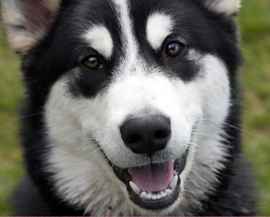 Alaskan Malamute, Animal, Animals, Bentley, Butter, Canine, Canines, Dog, Dogs, Land Mammal, Land Mammals, Malamutes, Peanut, Play, Playing, Playtime, Smile, smiling, Terrestrial Mammal, Terrestrial Mammals, Tongue