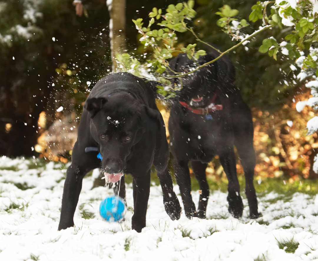 Animal, Animals, Ball, Buddy, Canine, Canines, Dog, Dogs, Harvey, Labrador, Labradors, Land Mammal, Land Mammals, Play, Playing, Playtime, Snow, Terrestrial Mammal, Terrestrial Mammals, tongue