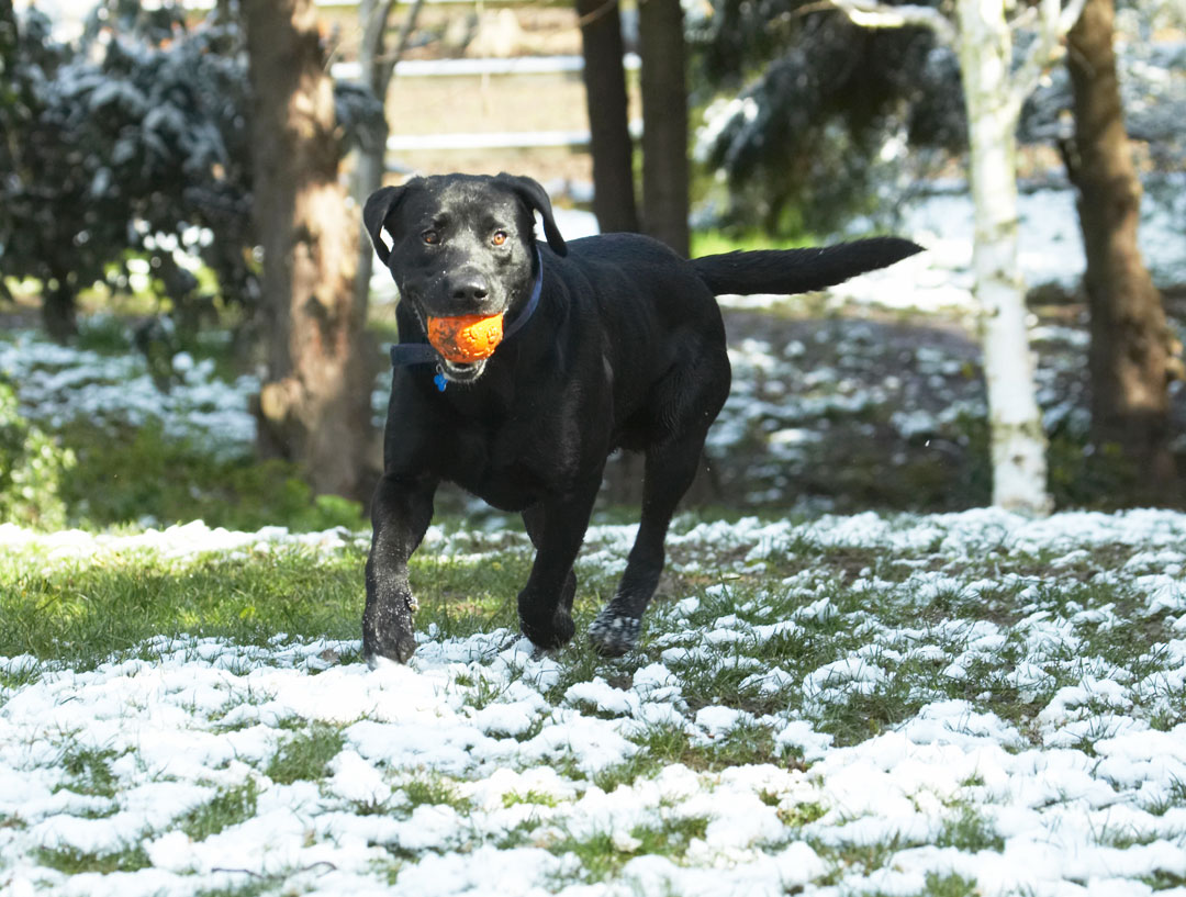 A bit of snow's not gonna stop me either
