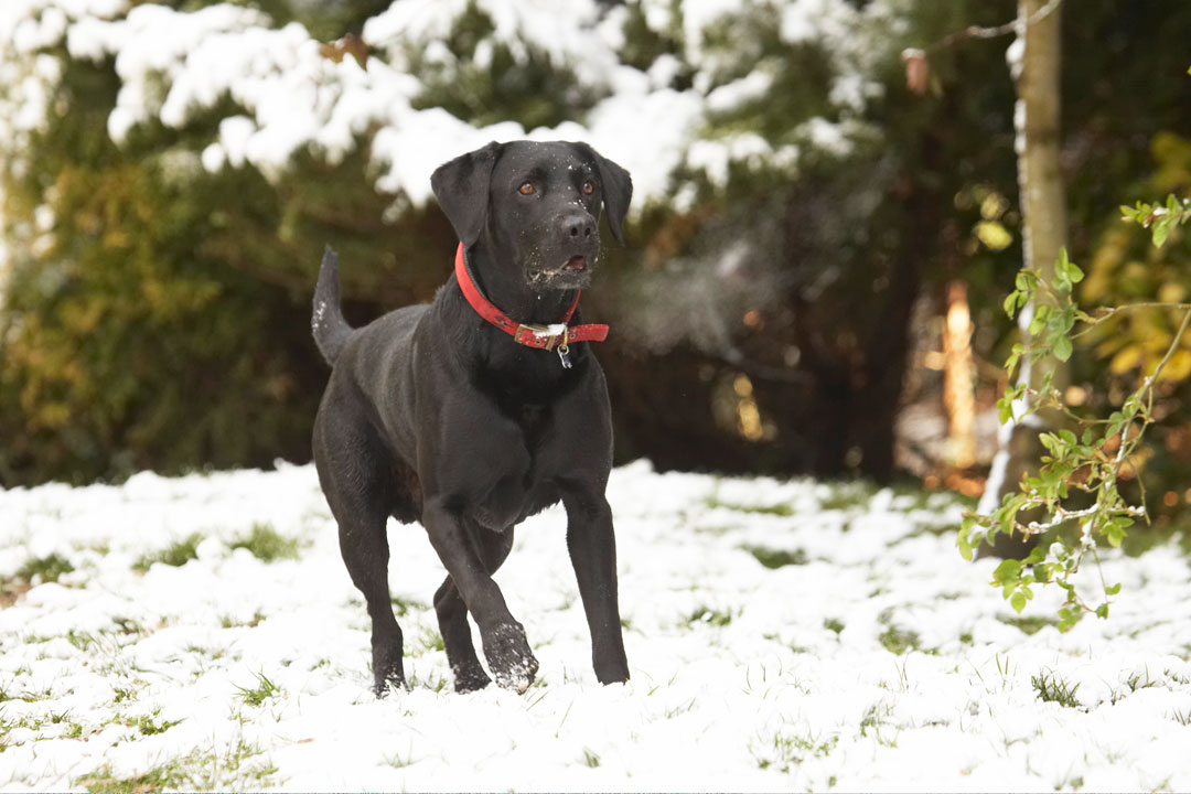 Animal, Animals, Canine, Canines, Dog, Dogs, Harvey, Labrador, Labradors, Land Mammal, Land Mammals, Play, Playing, Playtime, Snow, Terrestrial Mammal, Terrestrial Mammals