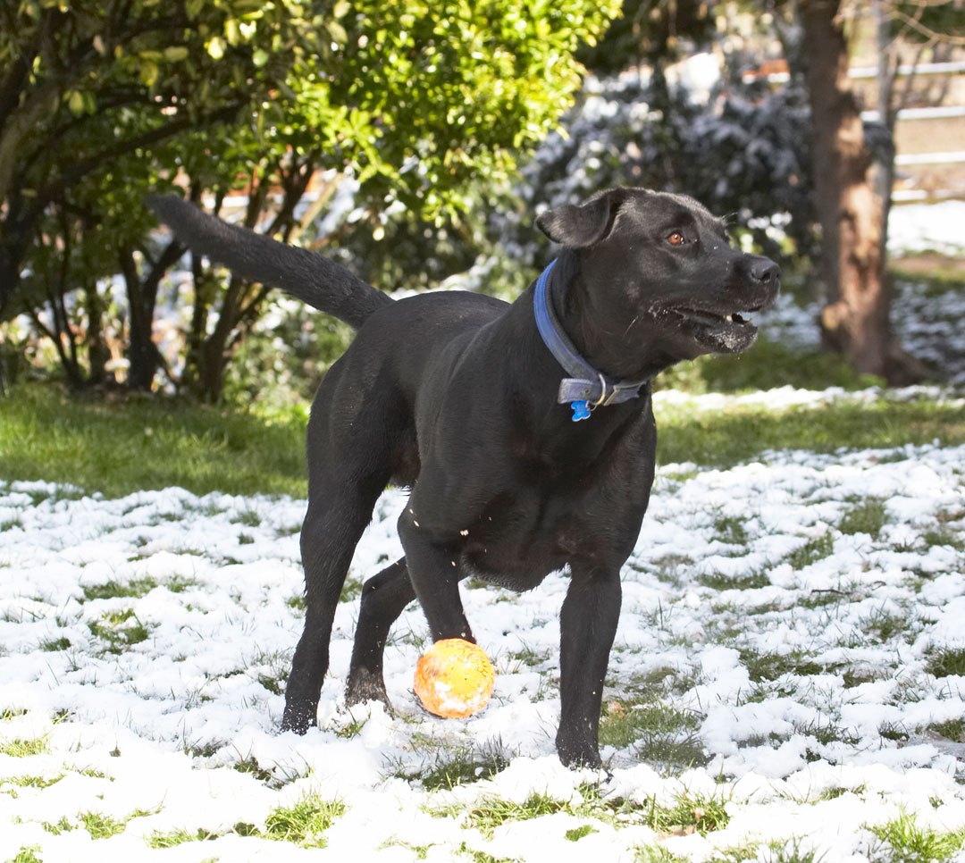 Animal, Animals, ball, Buddy, Canine, Canines, Dog, Dogs, Labrador, Labradors, Land Mammal, Land Mammals, Play, Playing, Playtime, Snow, Terrestrial Mammal, Terrestrial Mammals