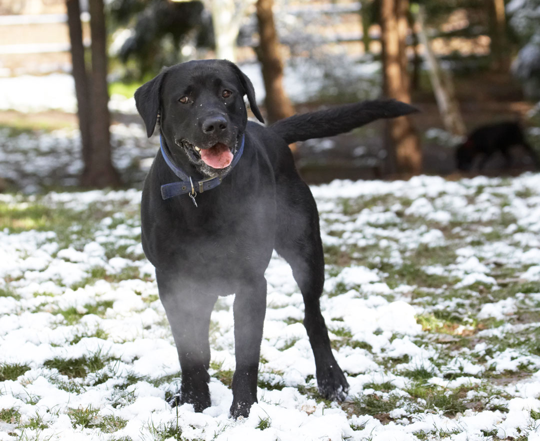 Animal, Animals, Buddy, Canine, Canines, Dog, Dogs, Labrador, Labradors, Land Mammal, Land Mammals, Play, Playing, Playtime, Snow, Terrestrial Mammal, Terrestrial Mammals