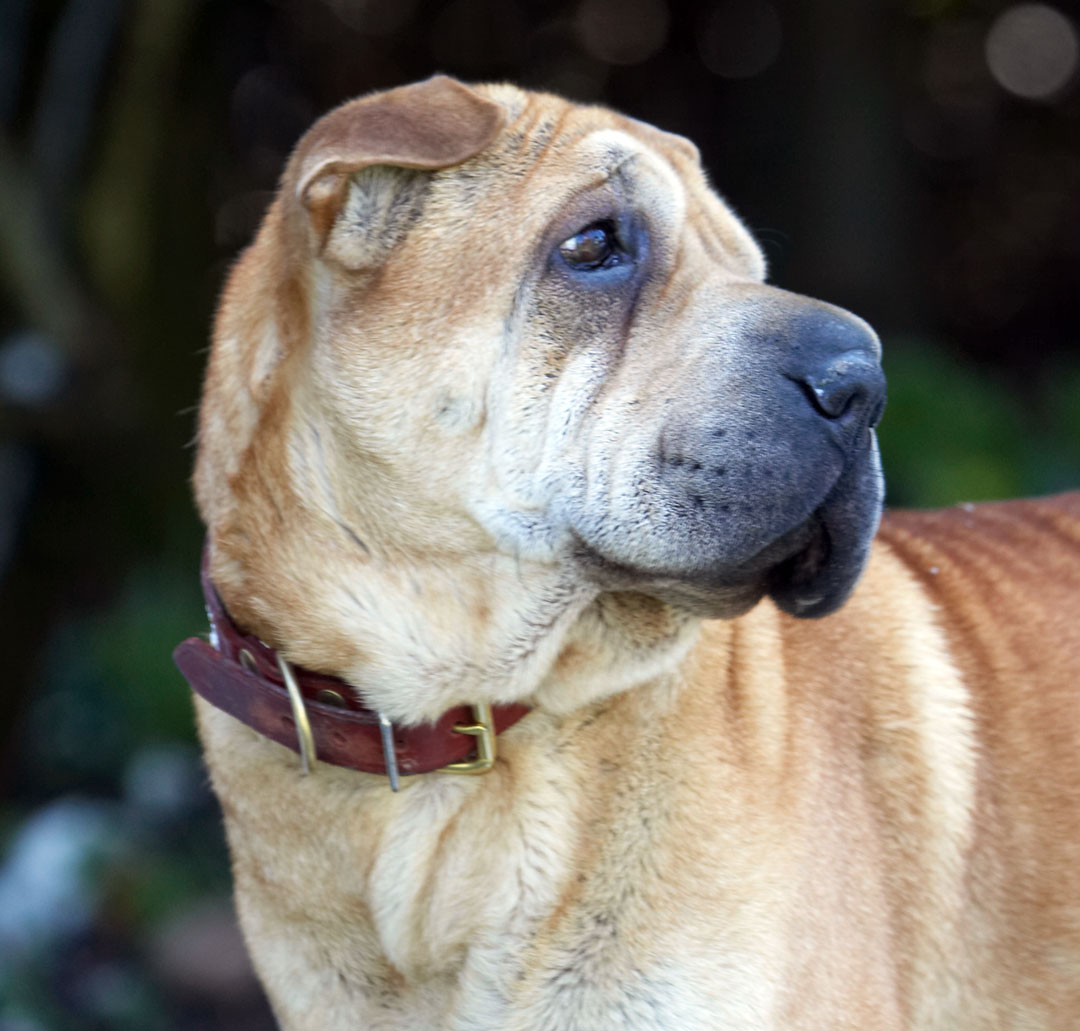 Gosh, it's a rum ol' day