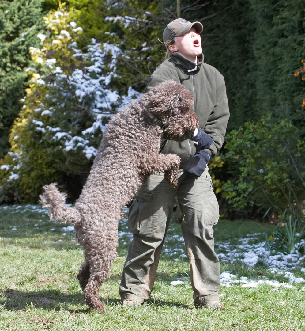 Animal, Animals, becky, Canine, Canines, Dog, Dogs, Elvis, Land Mammal, Land Mammals, Play, Playing, Playtime, Poodle, Poodles, Snow, Standard, Terrestrial Mammal, Terrestrial Mammals
