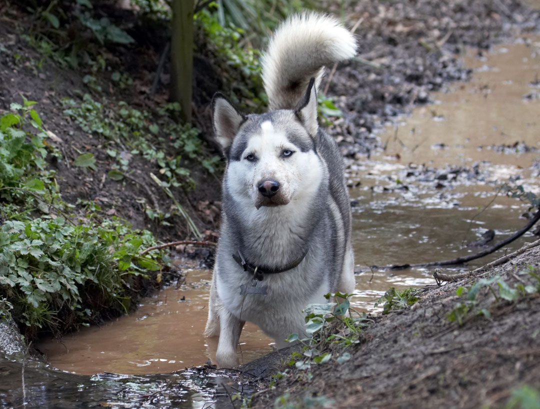 Animal, Animals, Canine, Canines, Dog, Dogs, Huskies, Husky, Land Mammal, Land Mammals, Play, Playing, playtime, Reeba, Terrestrial Mammal, Terrestrial Mammals