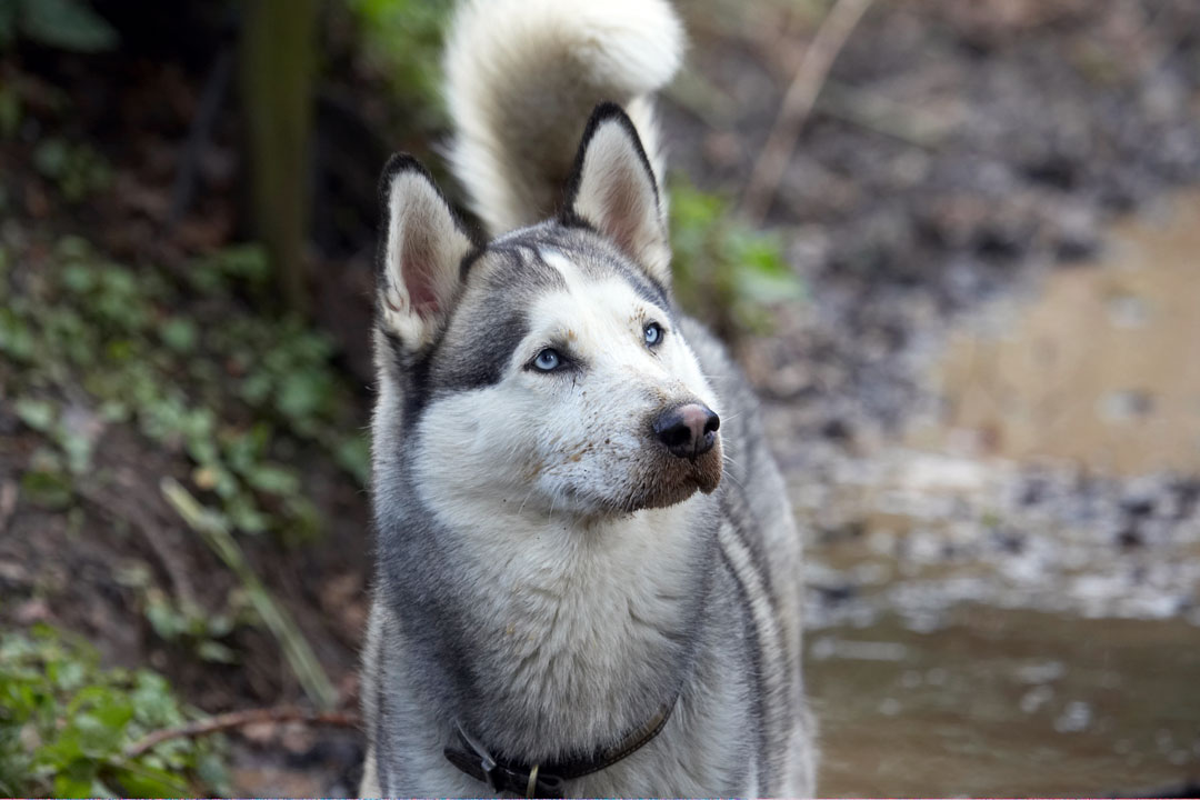 Animal, Animals, Canine, Canines, Dog, Dogs, Huskies, Husky, Land Mammal, Land Mammals, Play, Playing, playtime, Reeba, Terrestrial Mammal, Terrestrial Mammals