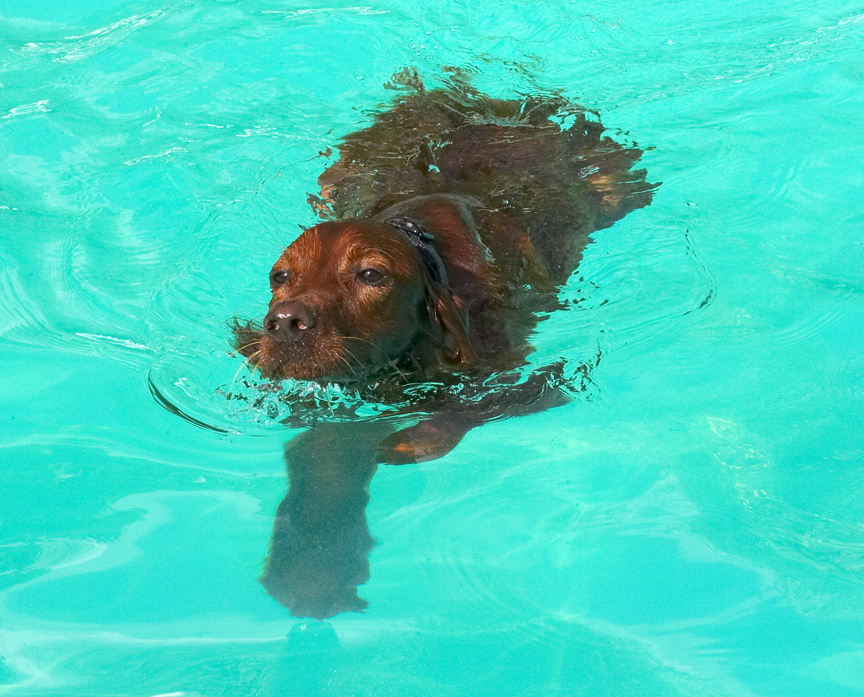 Is it a seal?  No it's Bailey