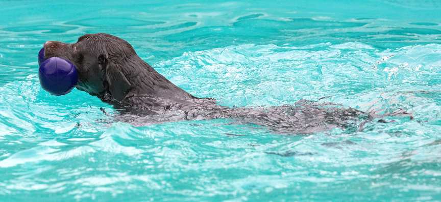 My impression of a seal