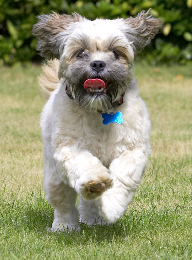 Unbridled joy
