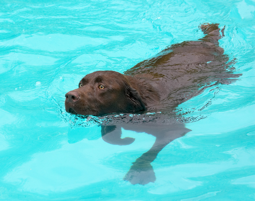This is the doggie crawl