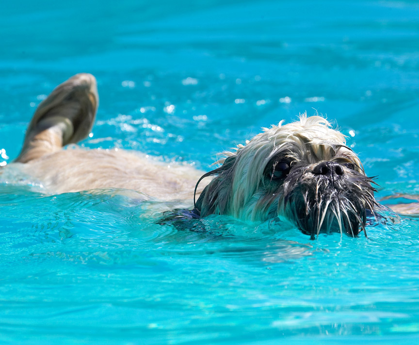 Hey look, I can use my tail like a rudder