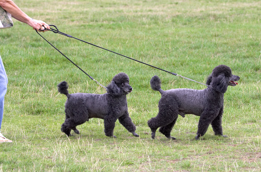 Who's taking who for a walk?
