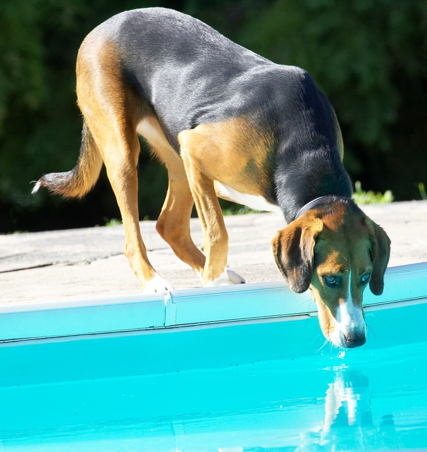 That dog in the water looks just like me!