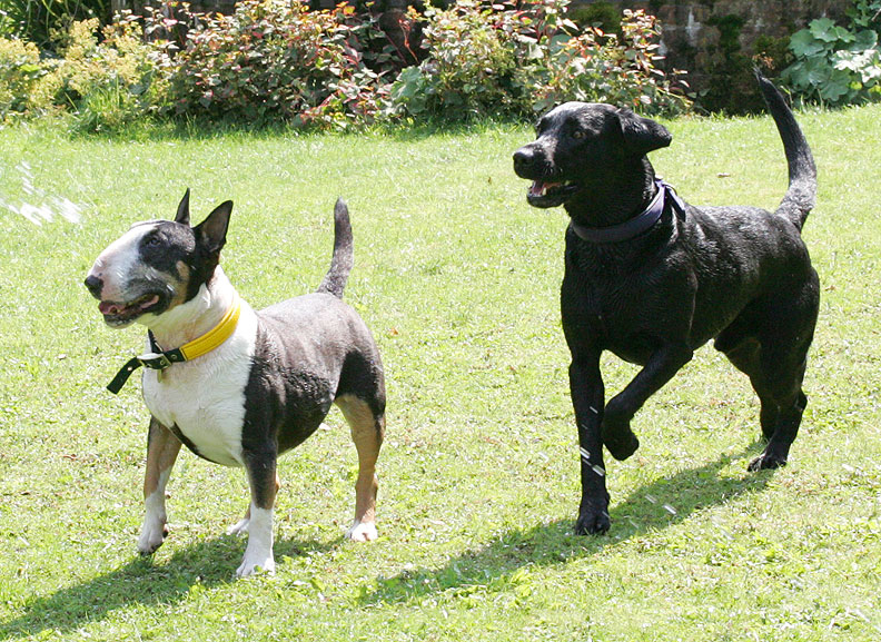 Tapa and Harvey Buddy