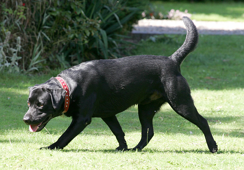Max on Patrol