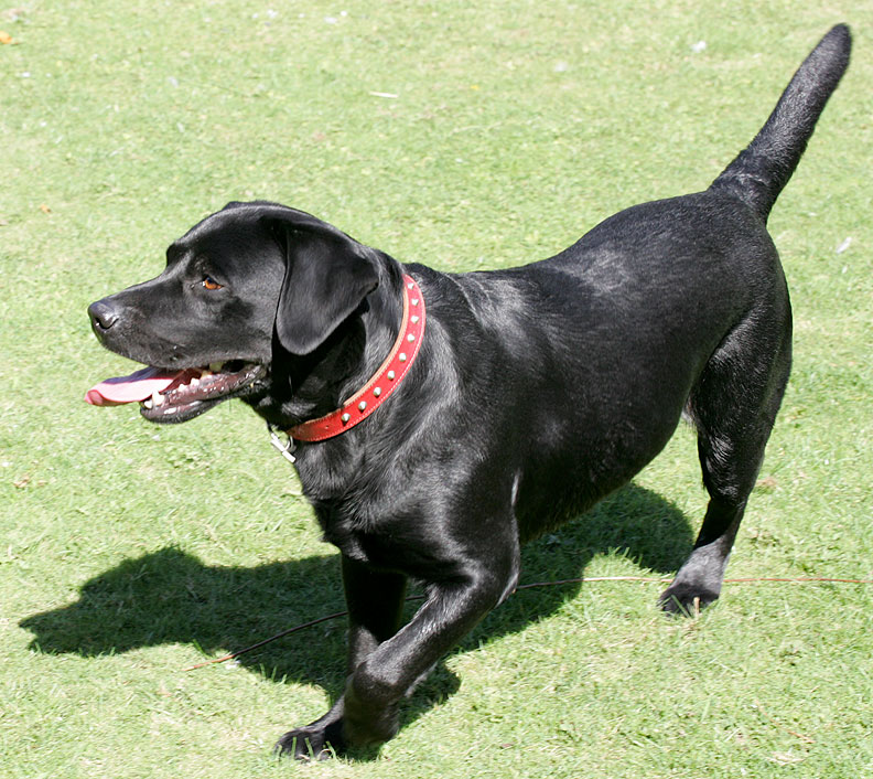 Max
