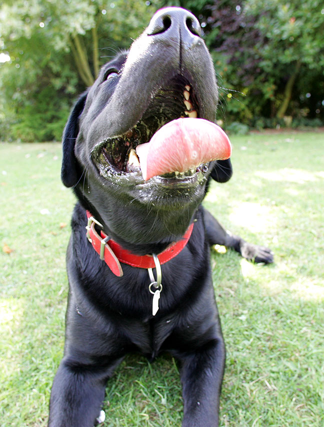 Max